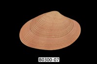 藏品(山瓜子簾蛤)的圖片